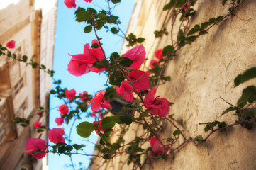 Malta. Parks, plants and flowers. Old city. 