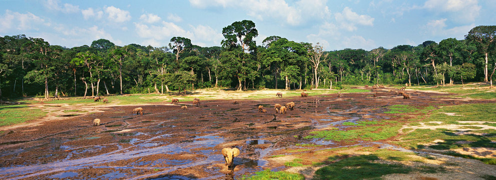 Fototapeta elephant