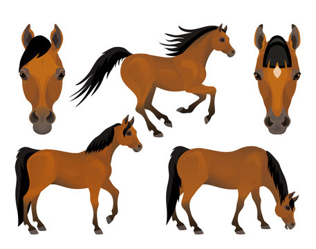 Vector brown horses character set In different poses portrait and full figures, running, eating, standing isolated on white background farm or wild animals
