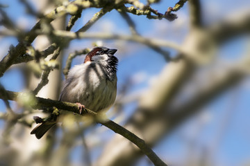 House sparrow male (Passer domesticus), small bird sitting in a tree, copy space