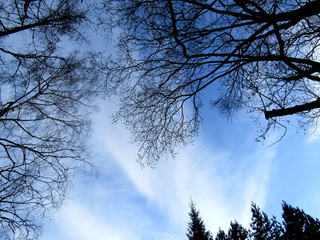 Blue sky with clouds and branches