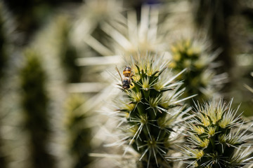 Bee on cactus.