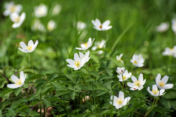 wood anemone flowers, white flowering ground cover in the forest in the early spring