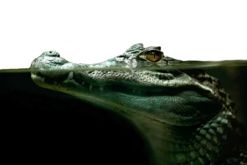 Vlies Fototapete Krokodil Krokodil Alligator Nahaufnahme