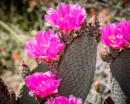 Flowering beavertail cactus.