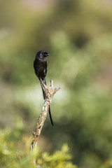Magpie Shrike in Kruger National park, South Africa