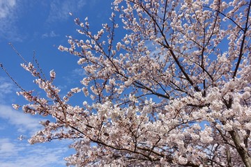 桜