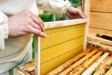 The beekeeper places the hive a new framework for honey. Honeycomb.