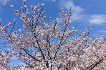 桜