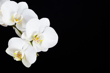 The branch of white orchid on a black background
