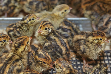 Two-day baby birds of the Japanese quail