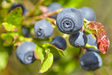 Ripe bilberry on a bush