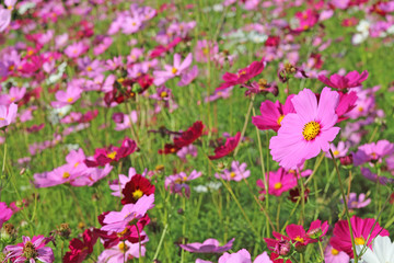 Obraz na płótnie Canvas Beautiful Cosmos flowers blooming in the garden