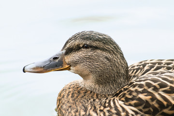 Mallard or wild duck (Anas platyrhynchos) portrait of the female bird, swimming on the lake, close up