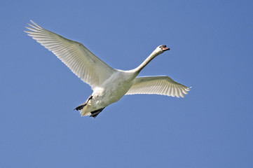 Fototapeta na wymiar Flying Swan