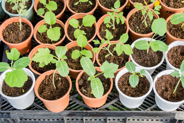 The group of the seeds