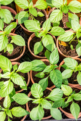 Small seedlings in greenhouse