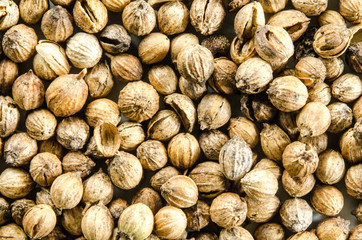 Dry seeds of cilantro. Food background. Closeup macro shot. Top view.