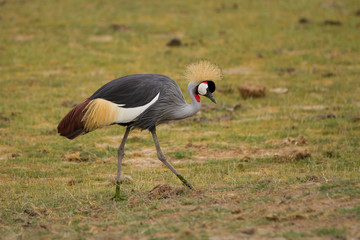 uccello africano