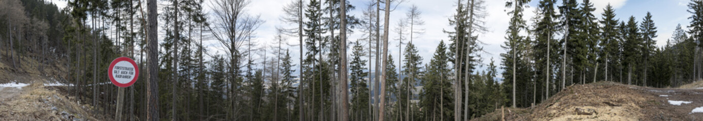Panorama Forststraße,Wald