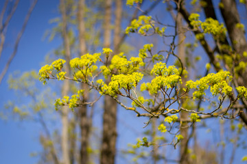 Blooming tree branch of Acer platanoides against Blue Sky with trees, backlite Branches with bright spring leaves over trees background with clear blyt sky. Springtime, symbol of nature awakening.