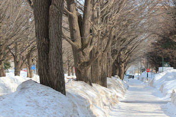 冬の北海道大学のイチョウ並木
