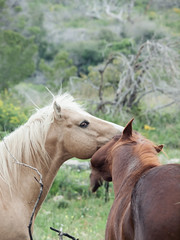 couple of half- wild stallions.liberty. Israel