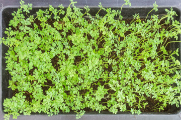 Group of the seeds in the garden