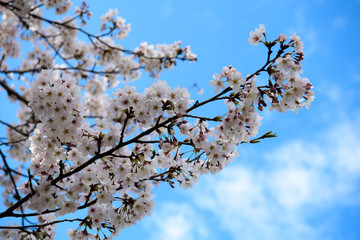 桜　コレクション