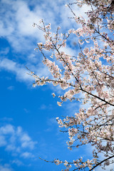 桜　コレクション