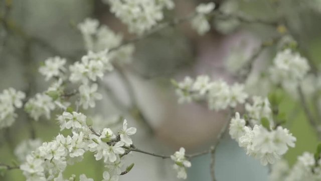 Verliebtes Paar k&uuml;sst sich hinter den Bl&uuml;ten