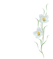 branch of jasmine flowers isolated on white background