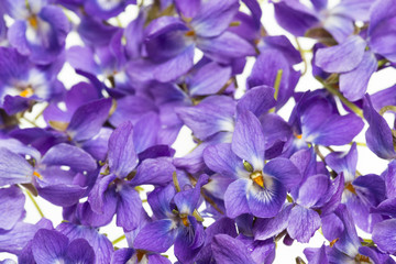 violets flowers