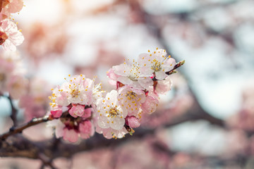 Spring background art with pink blossom. Beautiful nature scene with blooming tree and sun flare. Sunny day. Spring flowers. Beautiful orchard. Abstract blurred background. Shallow depth of field.