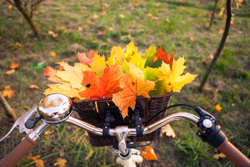 Close up perspective view of bicycle braided basket with orange, yellow and green leaves bouquet, fall background © alchena