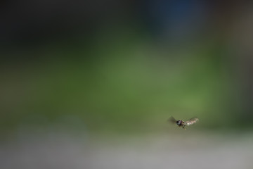 Hoverfly