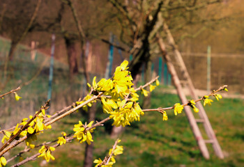 Spring Garden with Yellow Flower Branch