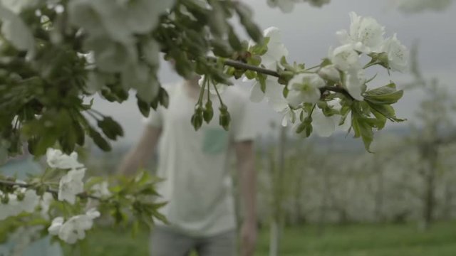 Junges verliebtes Paar im Kirschbl&uuml;tenfeld