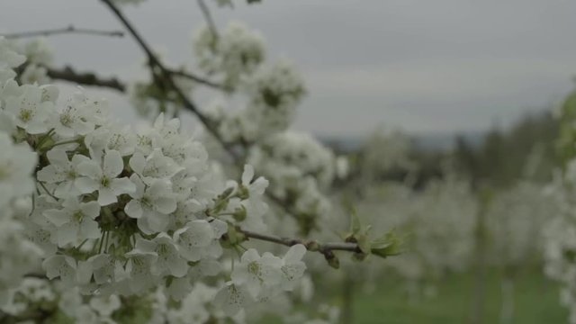 Junges verliebtes Paar im Kirschbl&uuml;tenfeld