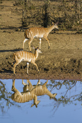 Naklejka premium Nyala in Kruger National park, South Africa