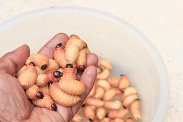 Sago beetle or worm palm weevil red  motion in hand (Rhynchophorus ferrugineus) Popular food larva Southern Thailand