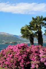 Fototapeta na wymiar Flowering azaleas in Stresa, Lake Maggiore Italy