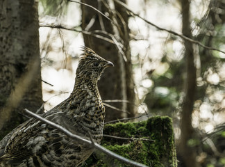 ruffed grouse