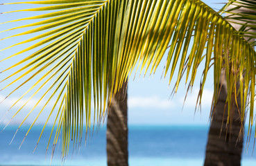 Tropical vacation concept image. An image of palm tree leaves against the turquoise water of the Caribbean sea. Copy space.