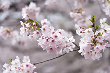 目黒川の桜