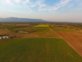 Aerial sugarcane field in Thailand