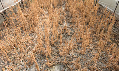 Herbicide on farm field. Dry plant background