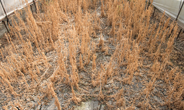 Herbicide on farm field. Dry plant background