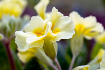 Naklejka na ściany i meble Yellow flowers Primroses (Primula Vulgaris)