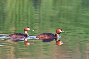 Great crested grebe